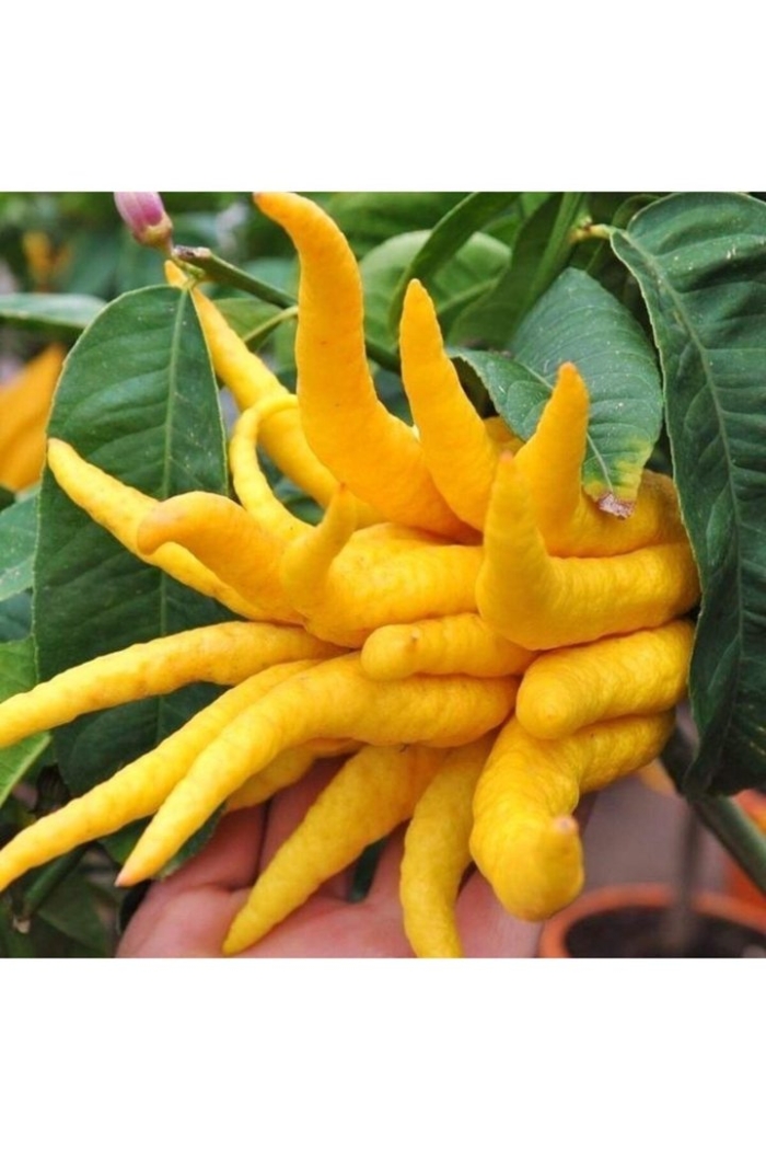 Цитрон рука будды