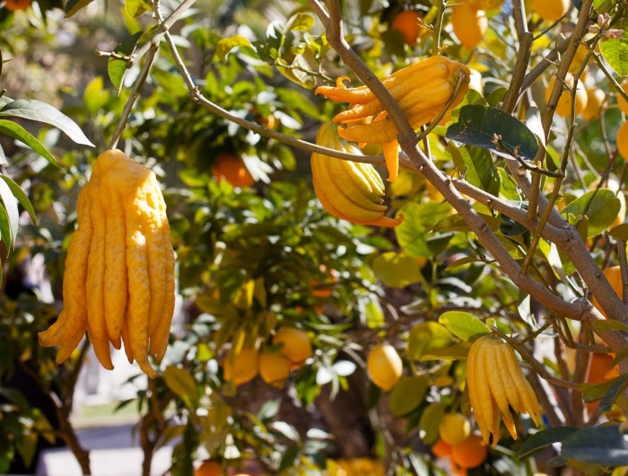 Цитрон пальчатый