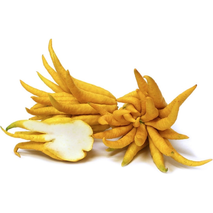 Цитрон рукка будды