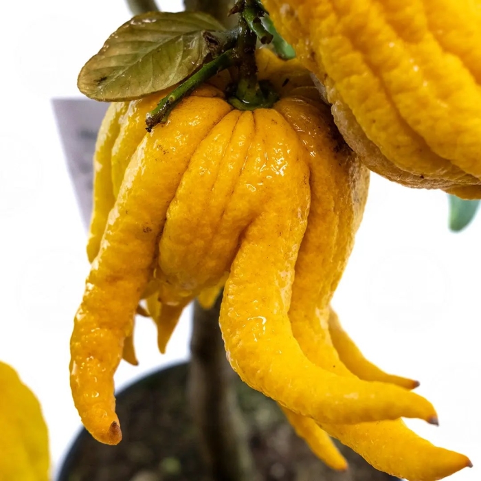 Фрукт рука будды