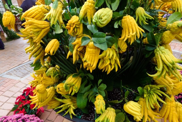 Рука будды цитрус