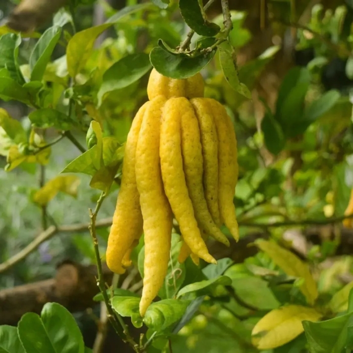 Цитрон пальчатый