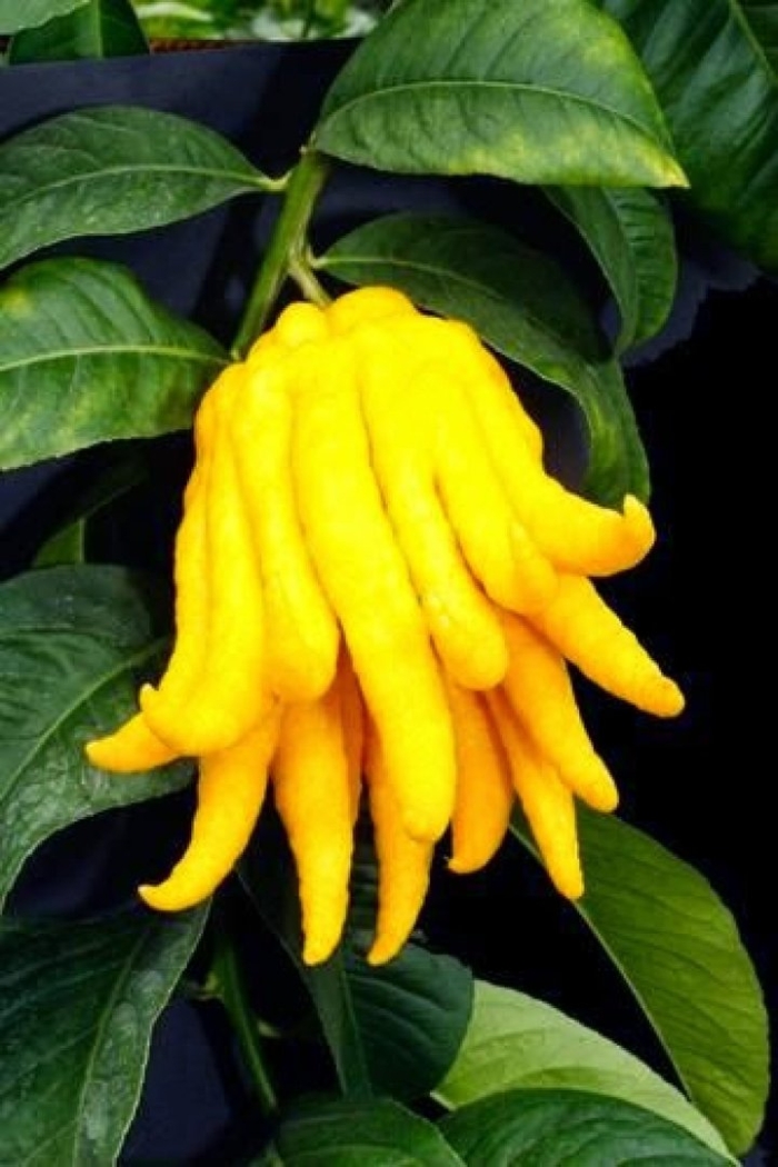 Цитрон пальчатый