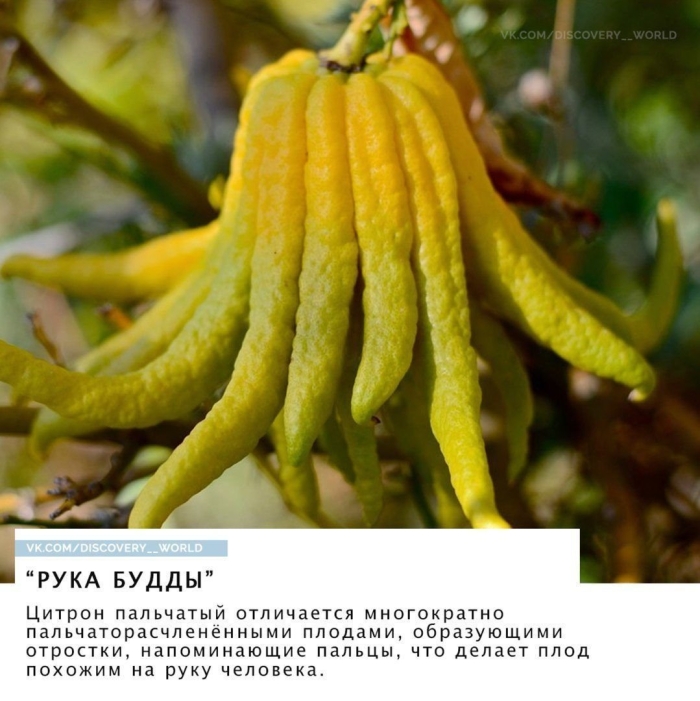 Цитрон рукка будды