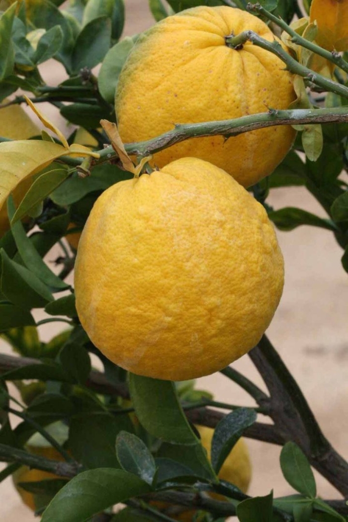 Цитрон фрукт