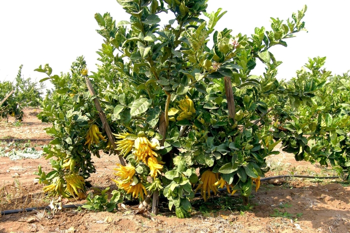 Рука будды фрукт