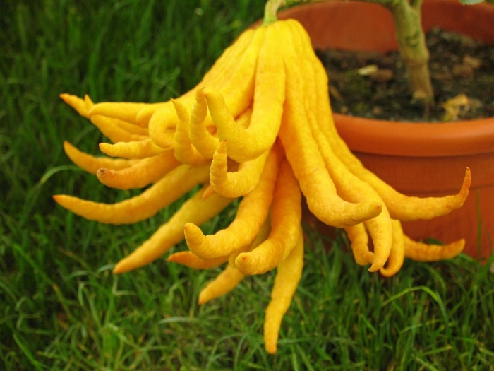 Цитрон пальчатый