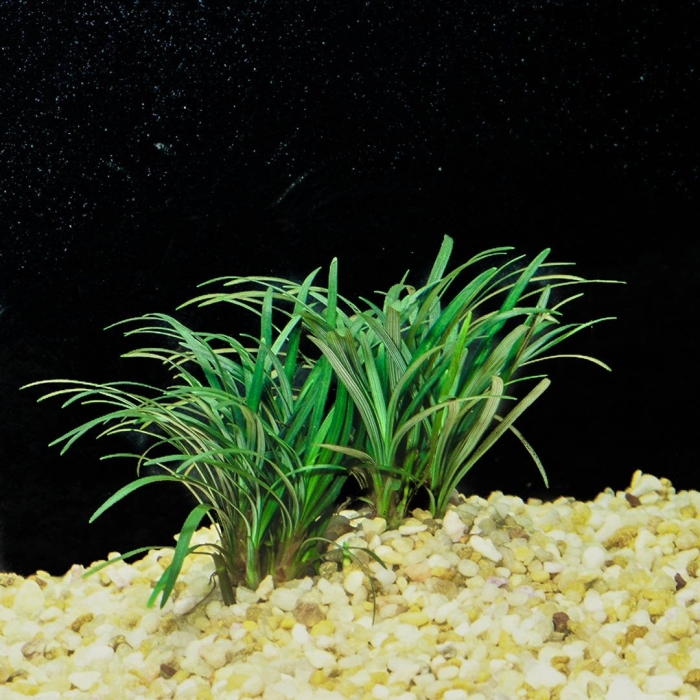 Офиопогон японика