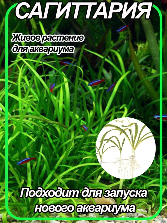 Сагиттария шиловидная