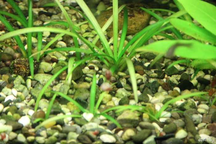 Сагиттария аквариумное растение