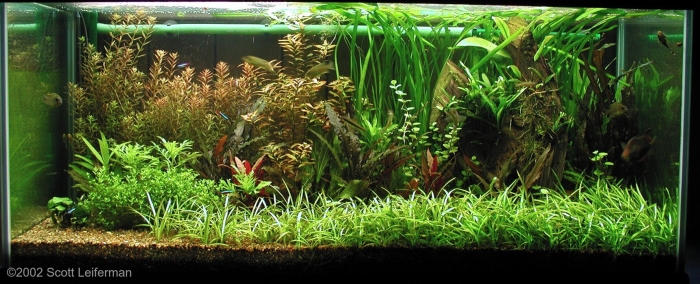 Сагиттария аквариумное растение