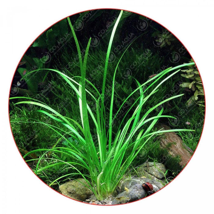 Сагиттария карликовая