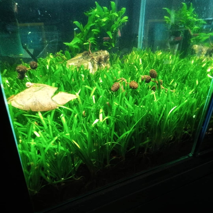 Растение сагиттария