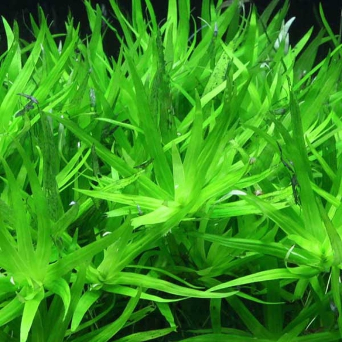 Гетерантера остролистная