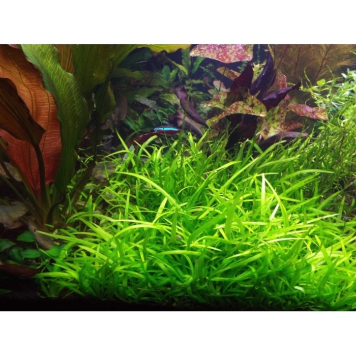 Сагиттария субулата аквариумное растение