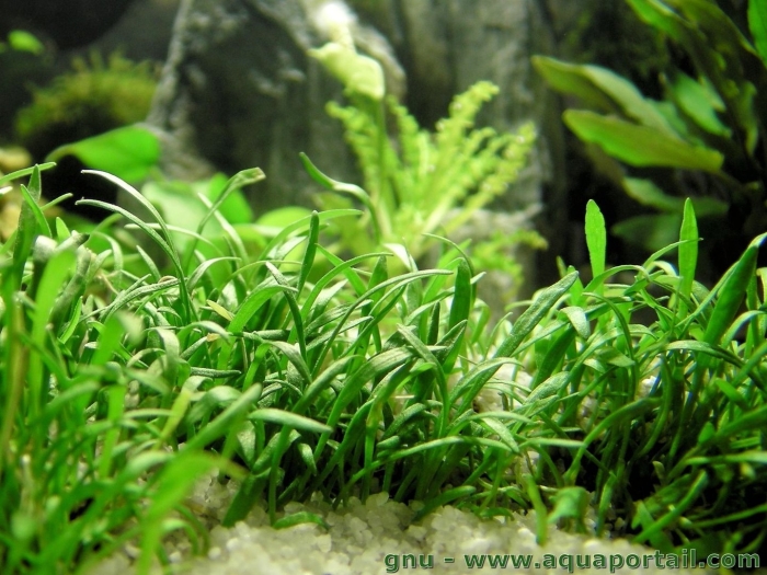 Лилеопсис новозеландский