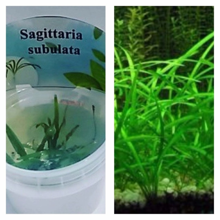 Sagittaria subulata