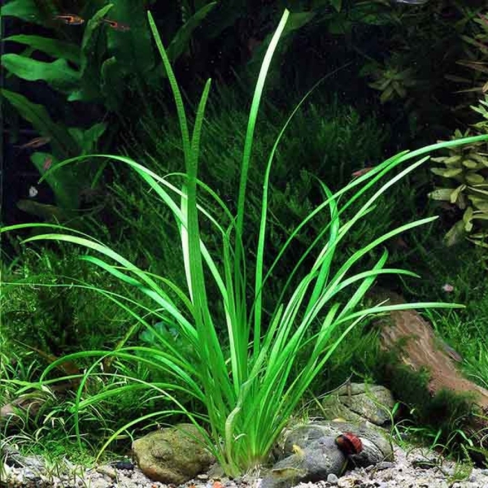 Аквариумное растение