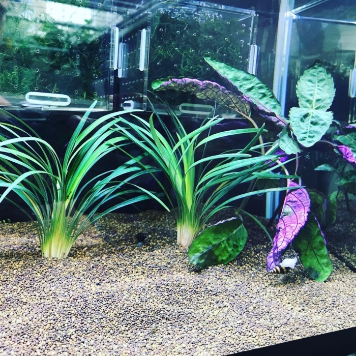 Стрелолист аквариумное растение