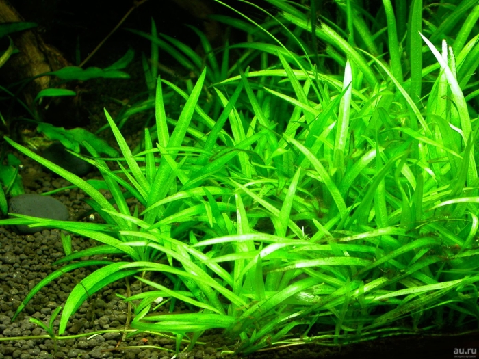 Эхинодорус квадрикостатус