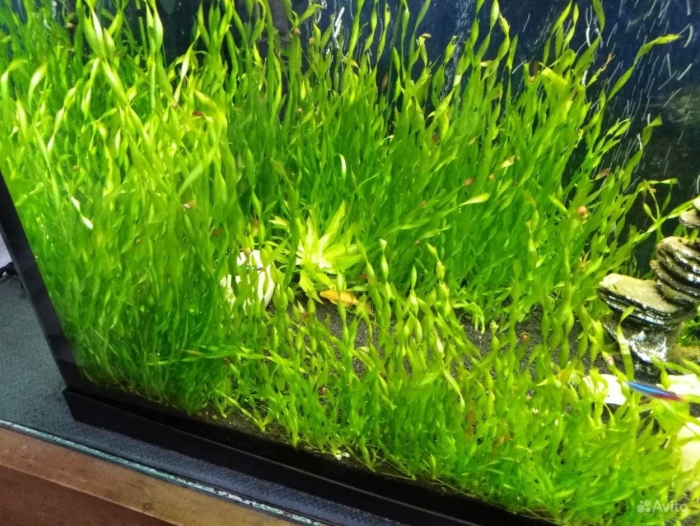 Валлиснерия нана