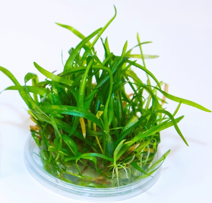 Сагиттария субулата