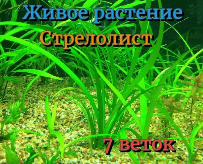 Сагиттария шиловидная аквариумное растение