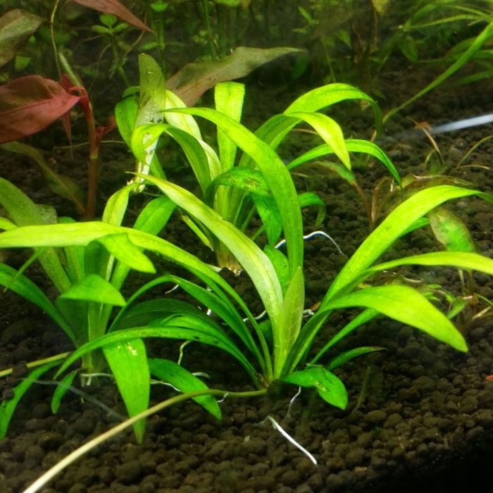 Эхинодорус квадрикостатус