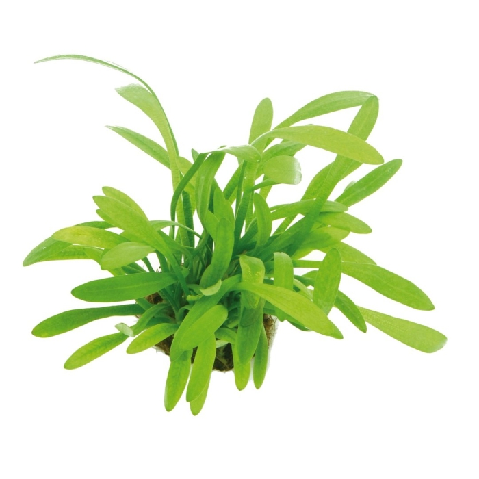 Cryptocoryne парва