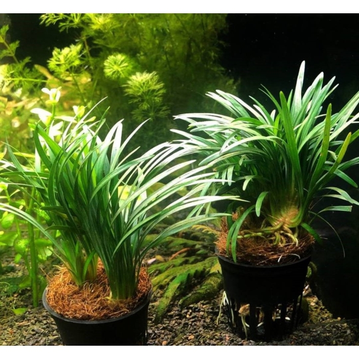 Офиопогон аквариумное растение