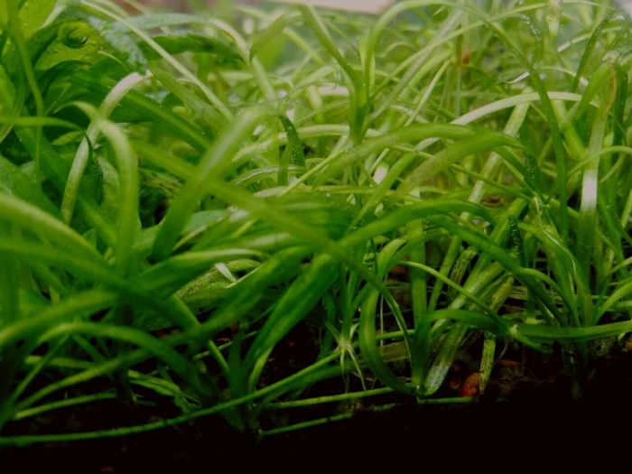 Эхинодорус нежный аквариумное растение