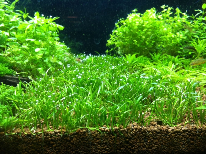 Глоссостигма аквариумное растение