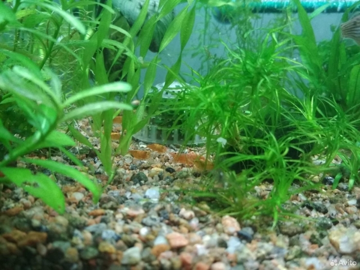 Аквариумное растение