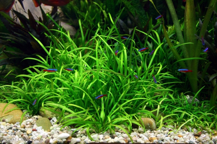 Сагиттария стрелолист аквариумное растение