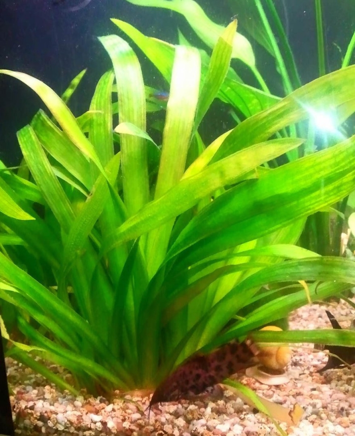 Сагиттария стрелолист