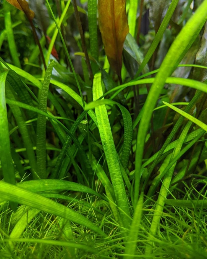 Валлиснерия аквариумное растение