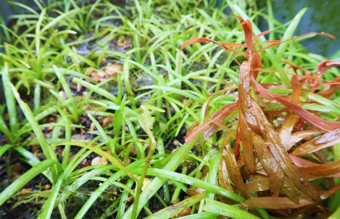 Polytrichum piliferum