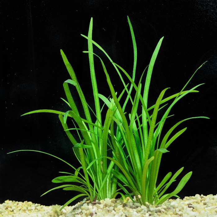  стрелолист шиловидный(sagittaria subulata)
