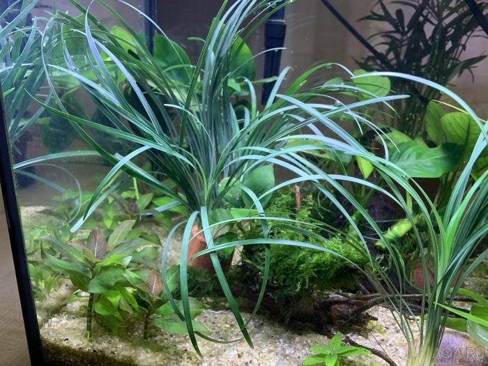 Офиопогон японика