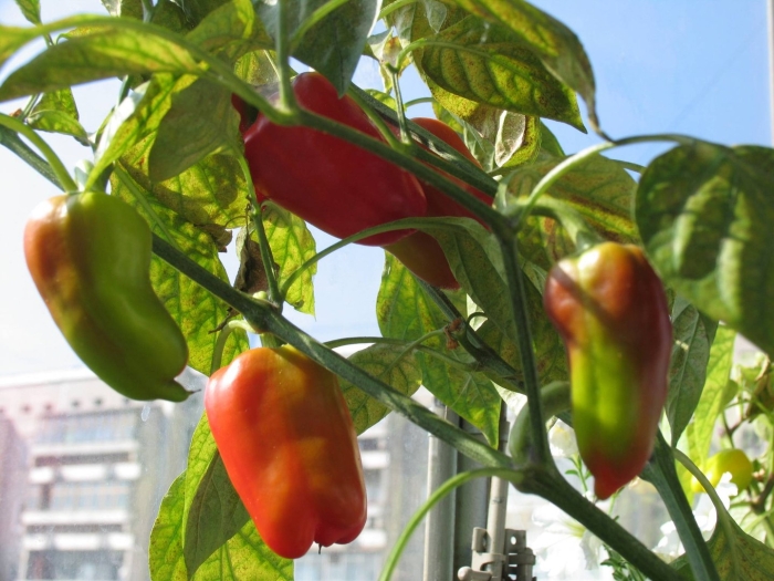 Балконный болгарский перец