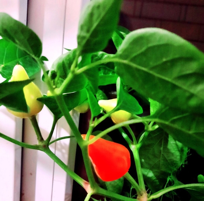 Перец болгарский