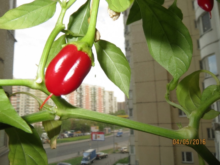 Перец сладкий кузя