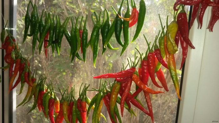 Острый перец на подоконнике