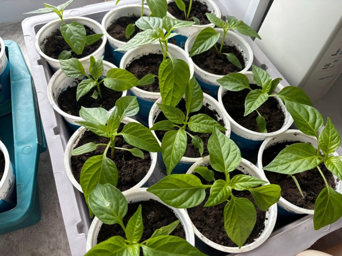 Рассада перец