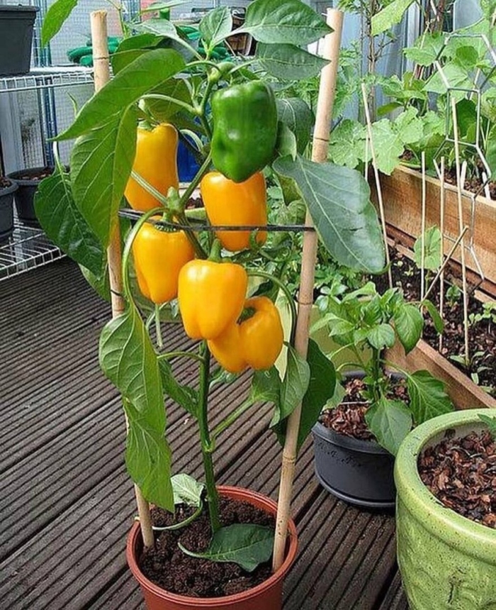 Перец болгарский балконное чудо