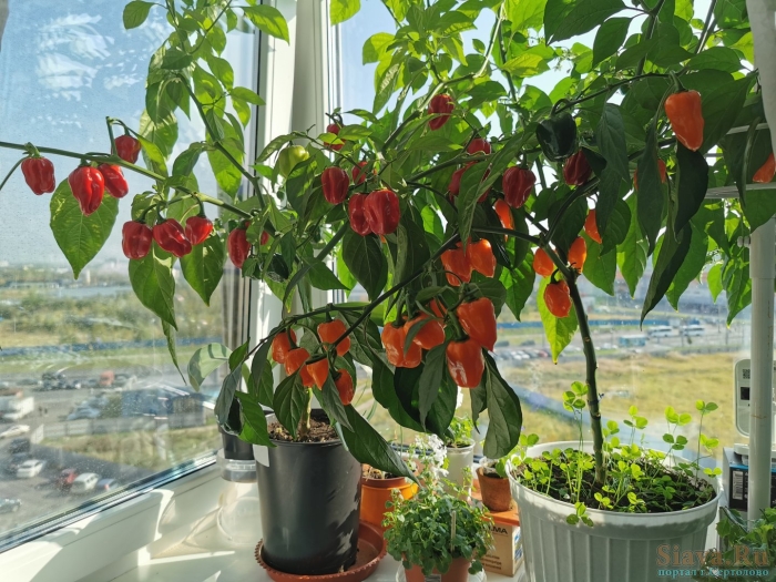 Хабанеро перец в горшке