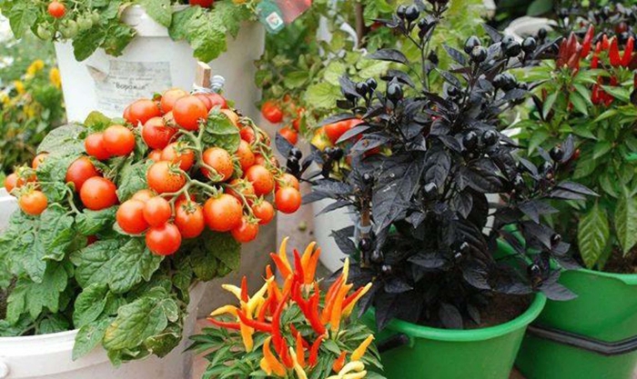 Черри балконное чудо