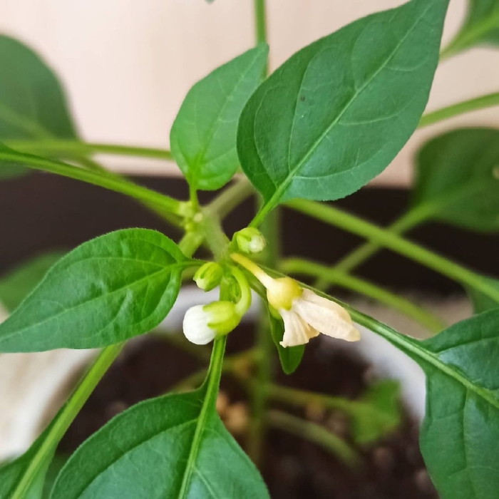 Перец паприка рассада цветет