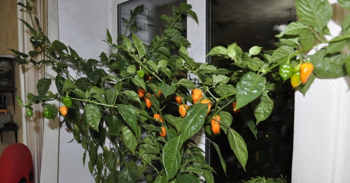 Хабанеро оранж