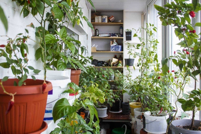 Перец на балконе